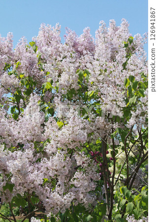 Sapporo Flower Spot Kawashita Park Lilac Lilac Sapporo City Flower 126941867