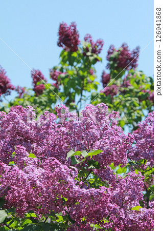 札幌花卉景點 川下公園 丁香花 紫丁香花 札幌市花 126941868