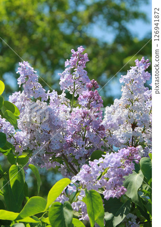札幌花卉景點 川下公園 丁香花 紫丁香花 札幌市花 126941872