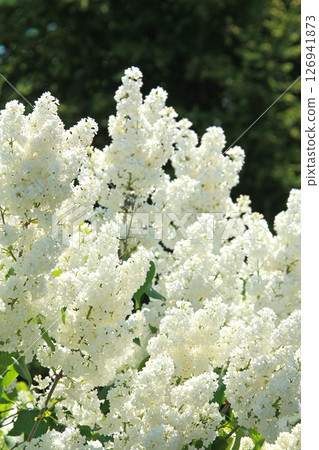 札幌花卉景點 川下公園 丁香花 紫丁香花 札幌市花 126941873