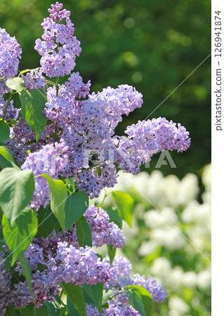 Sapporo Flower Spot Kawashita Park Lilac Lilac Sapporo City Flower 126941874