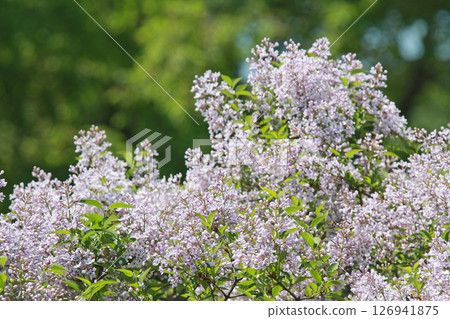 Sapporo Flower Spot Kawashita Park Lilac Lilac Sapporo City Flower 126941875
