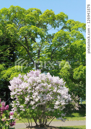 Sapporo Flower Spot Kawashita Park Lilac Lilac Sapporo City Flower Sapporo Flower Spot Kawashita Park Lilac Lilac Sapporo City Flower 126941876