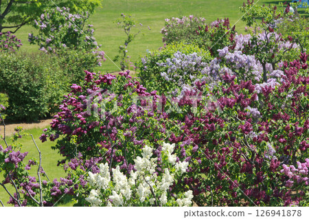 Sapporo Flower Spot Kawashita Park Lilac Lilac Sapporo City Flower 126941878