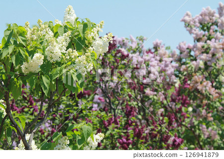 Sapporo Flower Spot Kawashita Park Lilac Lilac Sapporo City Flower 126941879