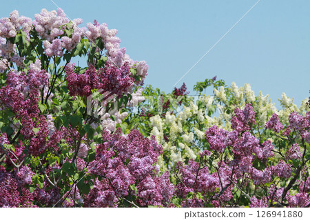 札幌花卉景點 川下公園 丁香花 紫丁香花 札幌市花 126941880
