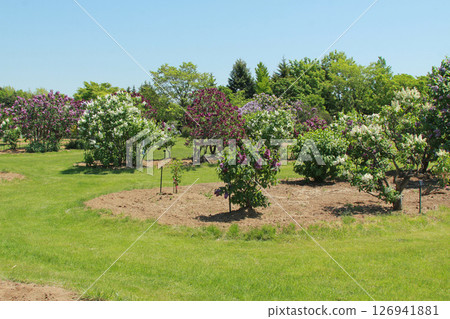 Sapporo Flower Spot Kawashita Park Lilac Lilac Sapporo City Flower 126941881