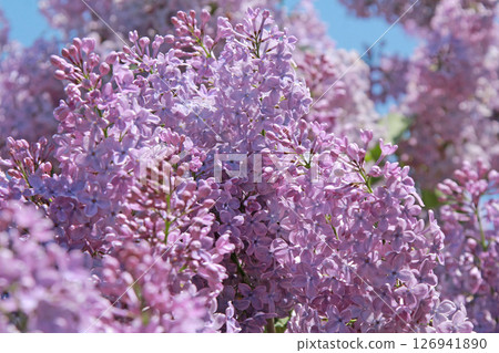 札幌花卉景點 川下公園 丁香花 紫丁香花 札幌市花 126941890