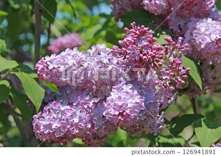 Sapporo Flower Spot Kawashita Park Lilac Lilac Sapporo City Flower 126941891