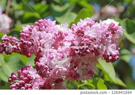 札幌花卉景點 川下公園 丁香花 紫丁香花 札幌市花 126941894