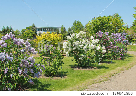 Sapporo Flower Spot Kawashita Park Lilac Lilac Sapporo City Flower 126941896