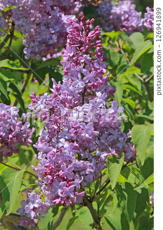 Sapporo Flower Spot Kawashita Park Lilac Lilac Sapporo City Flower 126941899
