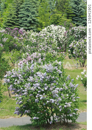 Sapporo Flower Spot Kawashita Park Lilac Lilac Sapporo City Flower 126941901