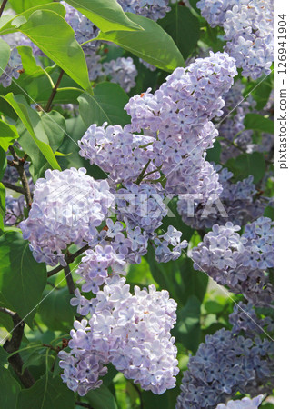 Sapporo Flower Spot Kawashita Park Lilac Lilac Sapporo City Flower 126941904