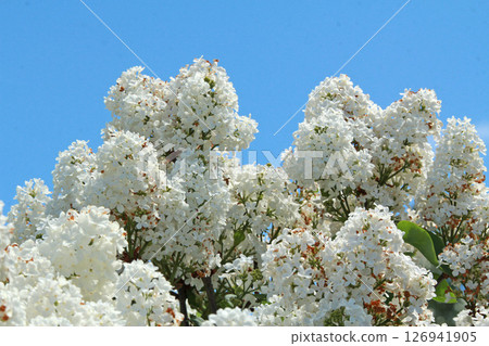 札幌花卉景點 川下公園 丁香花 紫丁香花 札幌市花 札幌花卉景點 川下公園 丁香花 紫丁香花 札幌市花 126941905