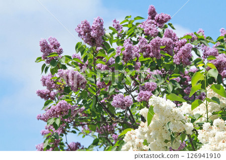 札幌花卉景點 川下公園 丁香花 紫丁香花 札幌市花 札幌花卉景點 川下公園 丁香花 紫丁香花 札幌市花 126941910