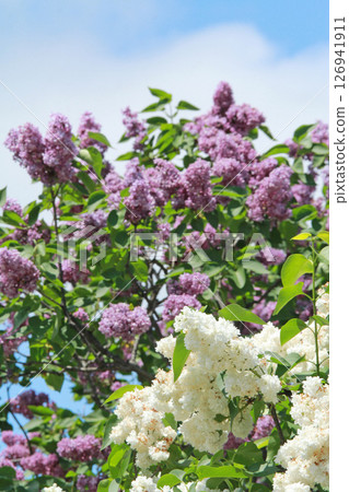 札幌花卉景點 川下公園 丁香花 紫丁香花 札幌市花 126941911