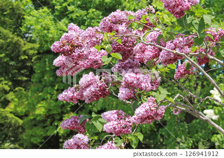 札幌花卉景點 川下公園 丁香花 紫丁香花 札幌市花 札幌花卉景點 川下公園 丁香花 紫丁香花 札幌市花 126941912
