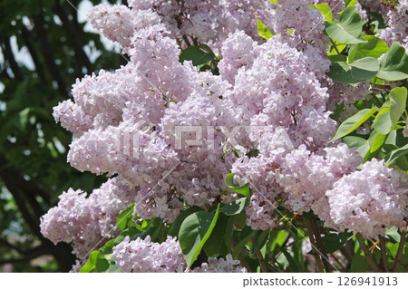 札幌花卉景點 川下公園 丁香花 紫丁香花 札幌市花 札幌花卉景點 川下公園 丁香花 紫丁香花 札幌市花 126941913