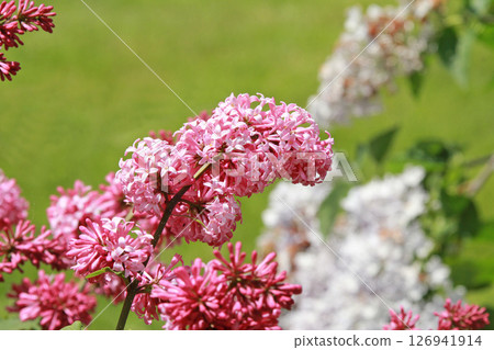 札幌花卉景點 川下公園 丁香花 紫丁香花 札幌市花 126941914