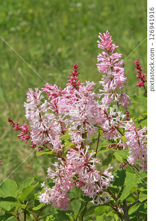 Sapporo Flower Spot Kawashita Park Lilac Lilac Sapporo City Flower 126941916