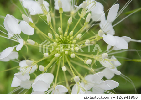 Top view spider flower or Cleome spinosa. Top view spider flower or Cleome spinosa. 126941960