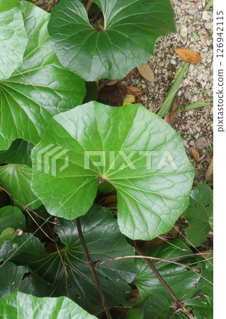 Japanese silverleaf (Motobu Town, Okinawa Prefecture) Japanese silverleaf (Motobu Town, Okinawa Prefecture) 126942115