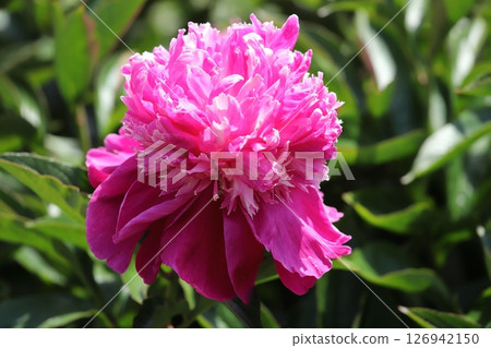 公園裡的牡丹田 126942150