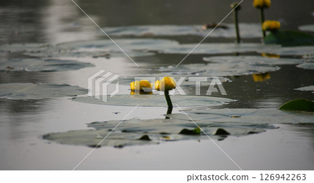 Serene Lake with Yellow Water Lily and Leaf Reflections 126942263