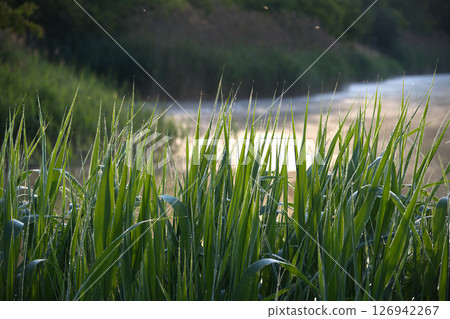 Dew-Covered Green Grass Blades by a Serene Waterside at Sunrise Dew-Covered Green Grass Blades by a Serene Waterside at Sunrise 126942267