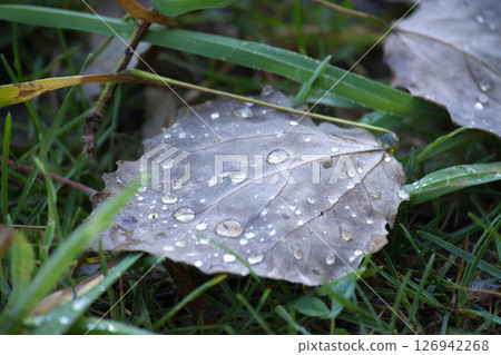 Close-Up of Dewdrops on Fallen Brown Leaf Amid Green Grass Close-Up of Dewdrops on Fallen Brown Leaf Amid Green Grass 126942268
