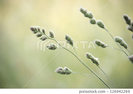 Delicate grass seed heads in soft focus with a blurred, natural background. Delicate grass seed heads in soft focus with a blurred, natural background. 126942269