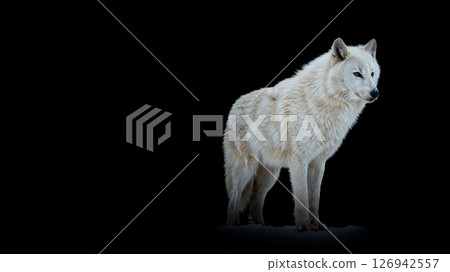 The solitary figure of a white wolf floating against a black background [Generative AI] 126942557