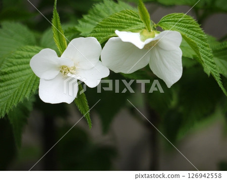 White Yamabuki's flower 126942558