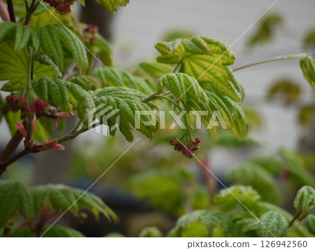 New leaves of Itai yaded maple New leaves of Itai yaded maple 126942560