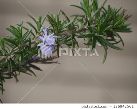 Rosemary Flower 126942561