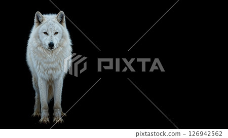 The solitary figure of a white wolf floating against a black background [Generative AI] 126942562