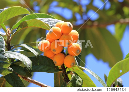 Loquat fruit that has reached the harvest season 126942584