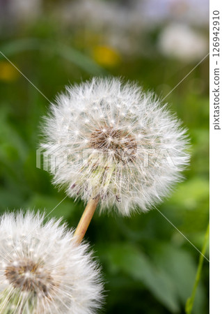 Dandelion dandelion fluff 126942910
