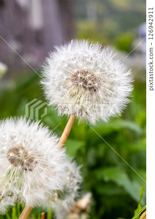 蒲公英的絨毛飛起來的那一刻 蒲公英的絨毛飛起來的那一刻 126942911