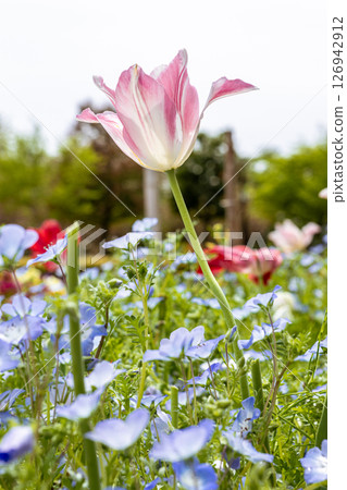 Tulips and nemophila blooming in a flower field 126942912