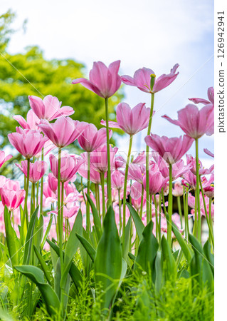 Tulips blooming toward the blue sky 126942941