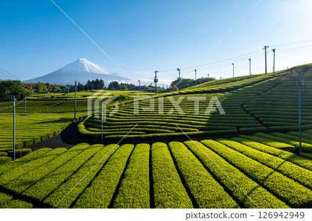 Tenma tea fields and Mount Fuji in Fuji City, Shizuoka Prefecture 126942949
