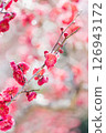 Plum blossoms in full bloom - Spring 126943172