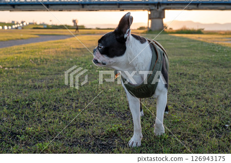 Boston Terrier Boston Terrier 126943175