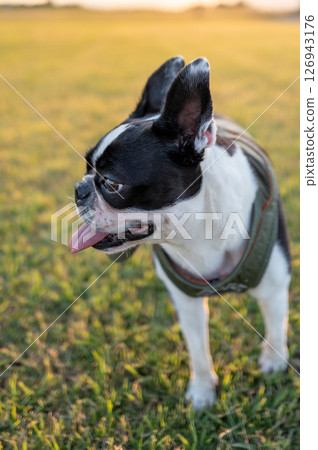 Boston Terrier Boston Terrier 126943176