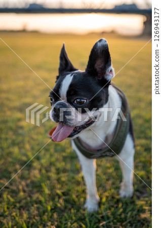 Boston Terrier Boston Terrier 126943177