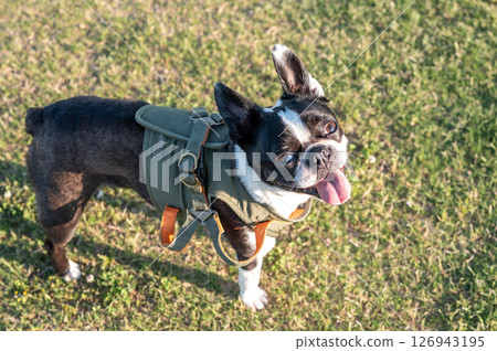 Boston Terrier Boston Terrier 126943195