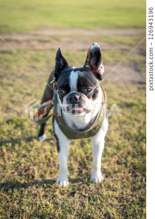 Boston Terrier Boston Terrier 126943196