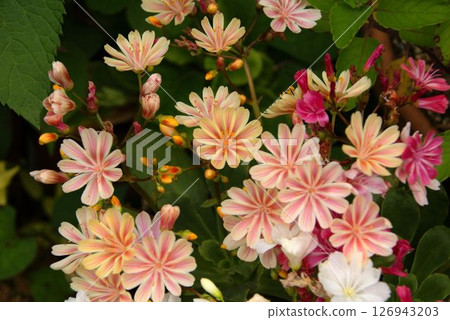 Rock laurel, wildflower 126943203